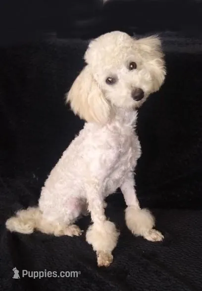 Kirby – Poodle - Toy  puppy for sale in Evansville, WI