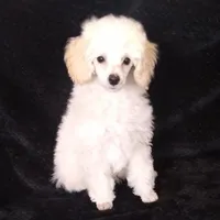 Kirby, a male Poodle - Toy  for sale in Evansville, WI – Photo 2 of 4