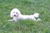 AKC - Amos, a male Poodle - Toy  for sale in Evansville, WI – 9 of 9