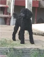 Ajax-AKC, a male Poodle - Miniature  for sale in Evansville, WI – Photo 8 of 9