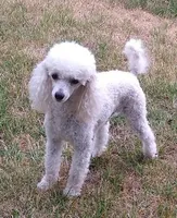 Ajax-AKC, a male Poodle - Miniature  for sale in Evansville, WI – Photo 9 of 9