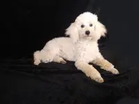 Ajax-AKC, a male Poodle - Miniature  for sale in Evansville, WI – Photo 2 of 9