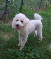 Yuki, a male Poodle - Miniature  for sale in Evansville, WI – 5 of 5