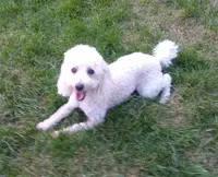 Yuki, a male Poodle - Miniature  for sale in Evansville, WI – 4 of 5