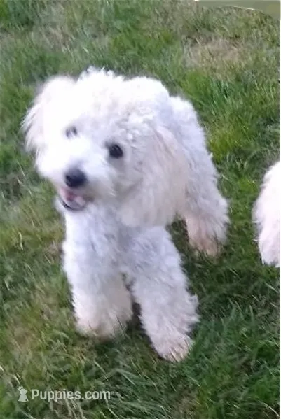 Ace – Poodle - Toy  puppy for sale in Evansville, WI