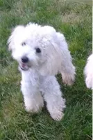 Ace, a male Poodle - Toy  for sale in Evansville, WI – 1 of 10