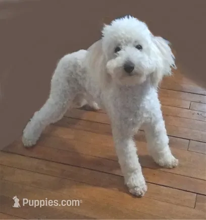Yuki – Poodle - Miniature  puppy for sale in Evansville, WI