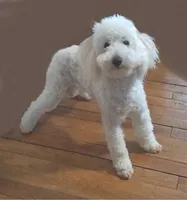 Yuki, a male Poodle - Miniature  for sale in Evansville, WI – 3 of 5