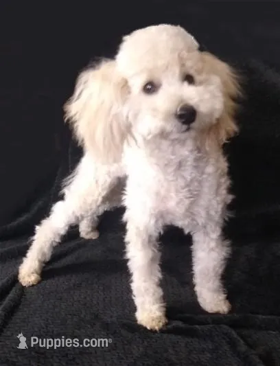 Ace – Poodle - Toy  puppy for sale in Evansville, WI