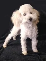Ace, a male Poodle - Toy  for sale in Evansville, WI – Photo 1 of 6