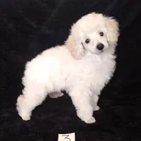 Ace, a male Poodle - Toy  for sale in Evansville, WI – Photo 1 of 4