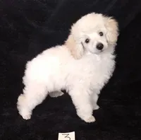 Ace, a male Poodle - Toy  for sale in Evansville, WI – Photo 1 of 4