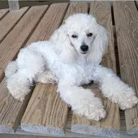 Ace, a male Poodle - Toy  for sale in Evansville, WI – Photo 3 of 4