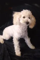 Ace, a male Poodle - Toy  for sale in Evansville, WI – Photo 3 of 6