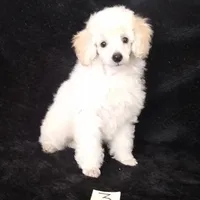 Ace, a male Poodle - Toy  for sale in Evansville, WI – Photo 2 of 4