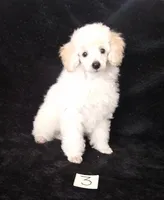 Ace, a male Poodle - Toy  for sale in Evansville, WI – Photo 2 of 4