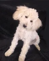 Ace, a male Poodle - Toy  for sale in Evansville, WI – Photo 4 of 6