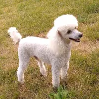 Ace, a male Poodle - Toy  for sale in Evansville, WI – Photo 4 of 4