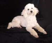 Ajax-AKC, a male Poodle - Toy  for sale in Evansville, WI – Photo 1 of 10