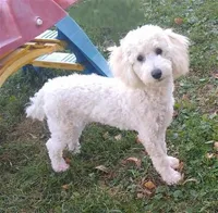 Ajax-AKC, a male Poodle - Toy  for sale in Evansville, WI – Photo 4 of 10