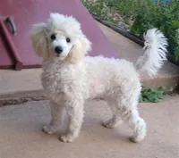 Ajax-AKC, a male Poodle - Toy  for sale in Evansville, WI – Photo 7 of 10