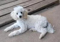 Ajax-AKC, a male Poodle - Toy  for sale in Evansville, WI – Photo 8 of 10