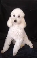 Ajax-AKC, a male Poodle - Toy  for sale in Evansville, WI – Photo 2 of 10