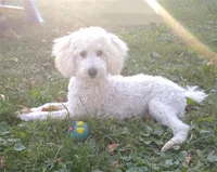 Ajax-AKC, a male Poodle - Toy  for sale in Evansville, WI – Photo 5 of 10