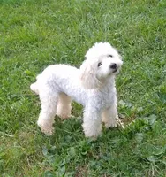 Ace, a male Poodle - Toy  for sale in Evansville, WI – 3 of 10