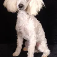 AKC - Amos, a male Poodle - Toy  for sale in Evansville, WI – Photo 4 of 9