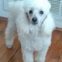 AKC - Amos, a male Poodle - Toy  for sale in Evansville, WI – Photo 1 of 9