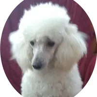 AKC - Amos, a male Poodle - Toy  for sale in Evansville, WI – Photo 2 of 9