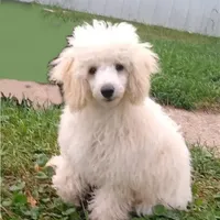 AKC - Amos, a male Poodle - Toy  for sale in Evansville, WI – Photo 6 of 9