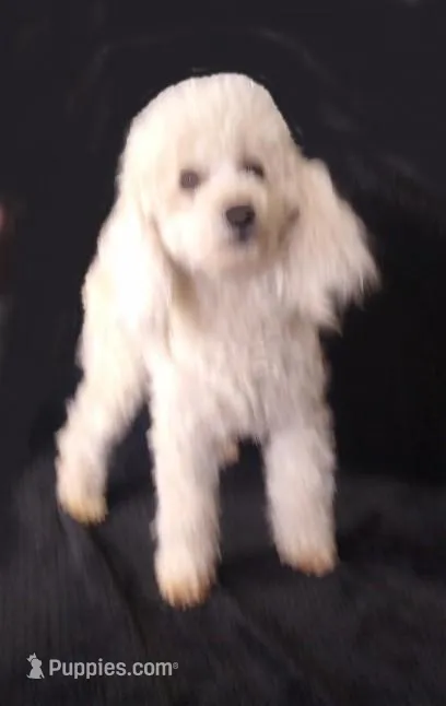 AKC - Amos – Poodle - Toy  puppy for sale in Evansville, WI