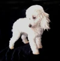 AKC - Amos, a male Poodle - Toy  for sale in Evansville, WI – Photo 2 of 7