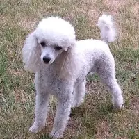 AKC - Amos, a male Poodle - Toy  for sale in Evansville, WI – Photo 9 of 9