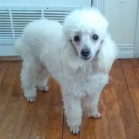 AKC - Amos, a male Poodle - Toy  for sale in Evansville, WI – Photo 3 of 9
