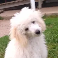 AKC - Amos, a male Poodle - Toy  for sale in Evansville, WI – Photo 7 of 9