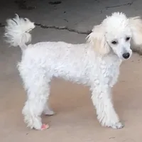 AKC - Amos, a male Poodle - Toy  for sale in Evansville, WI – Photo 5 of 9