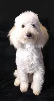 Yuki, a male Poodle - Miniature  for sale in Evansville, WI – 5 of 5