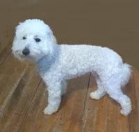 Yuki, a male Poodle - Miniature  for sale in Evansville, WI – 4 of 5