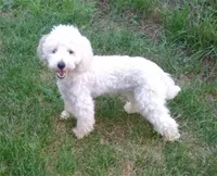 Ace, a male Poodle - Toy  for sale in Evansville, WI – 4 of 10