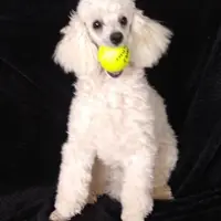 AKC - Axel, a male Poodle - Toy  for sale in Evansville, WI – Photo 6 of 10