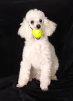 processed/2206ddc3-b954-47fe-b8ea-f105ddd413b0/listing/d72ab528-1200-46f9-bec1-ff75683caffc/11af2483-908d-4aba-afa6-172f710386d1