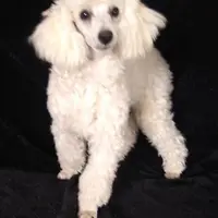 AKC - Axel, a male Poodle - Toy  for sale in Evansville, WI – Photo 5 of 10