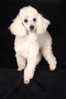 processed/2206ddc3-b954-47fe-b8ea-f105ddd413b0/listing/d72ab528-1200-46f9-bec1-ff75683caffc/4da974cf-3f2b-4a86-9751-8d7325cfced5