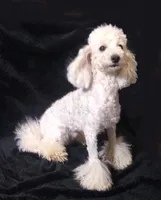 AKC - Axel, a male Poodle - Toy  for sale in Evansville, WI – Photo 2 of 10