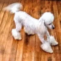 AKC - Axel, a male Poodle - Toy  for sale in Evansville, WI – Photo 4 of 10