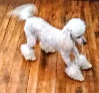 processed/2206ddc3-b954-47fe-b8ea-f105ddd413b0/listing/d72ab528-1200-46f9-bec1-ff75683caffc/6a95160c-f5c3-4f6c-b74a-a5adb18e0f31