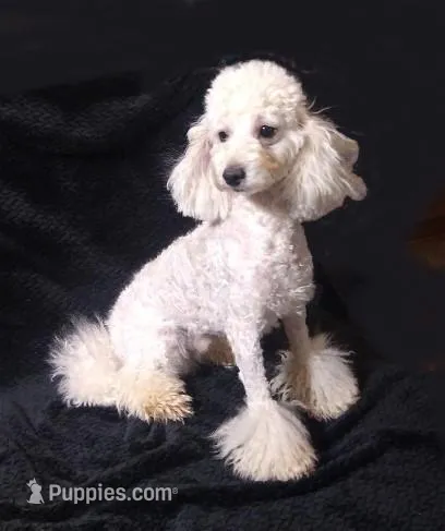 AKC - Axel – Poodle - Toy  puppy for sale in Evansville, WI